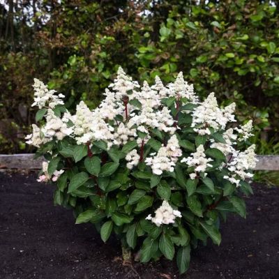 Гортензия метельчатая Инфинити Гортензия метельчатая Инфинити - Dolina-Sad.Ru