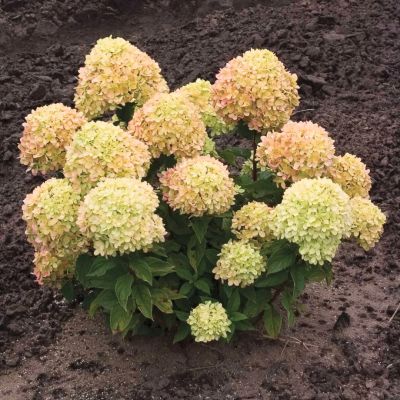 Гортензия метельчатая Коттон Крим, С7,5 - Dolina-Sad.Ru