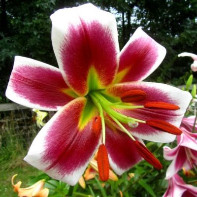 Лилия Джудит Саффинья (в горшке) Лилия Джудит Саффинья (в горшке) фото