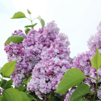 Сирень Генерал Першинг фото