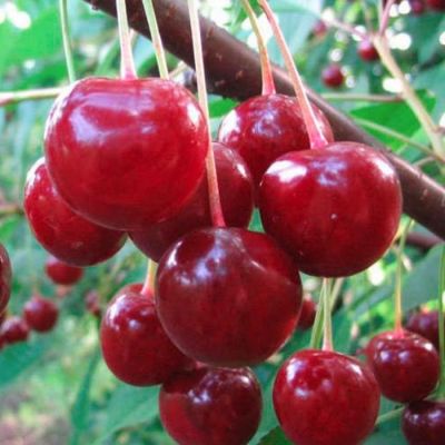 Вишня Малышка Вишня Малышка - Dolina-Sad.Ru