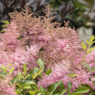 Астильба Вандерфул Дэй Астильба Вандерфул Дэй - Dolina-Sad.Ru