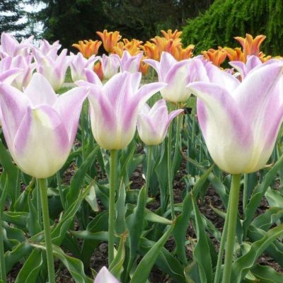 Тюльпан Элегант Леди Тюльпан Элегант Леди фото