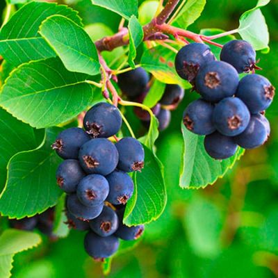 Ирга ольхолистная Слейт Ирга ольхолистная Слейт - Dolina-Sad.Ru