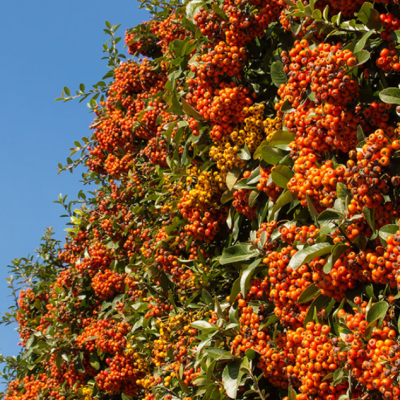 Пираканта Файелайт Пираканта Файелайт фото