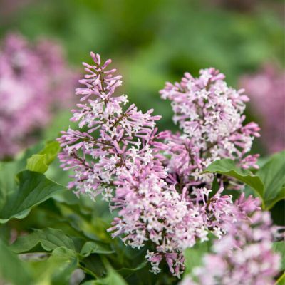 Сирень Литтл Леди Сирень Литтл Леди - Dolina-Sad.Ru