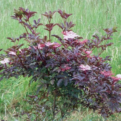 Бузина черная Тандерклауд Бузина черная Тандерклауд - Dolina-Sad.Ru