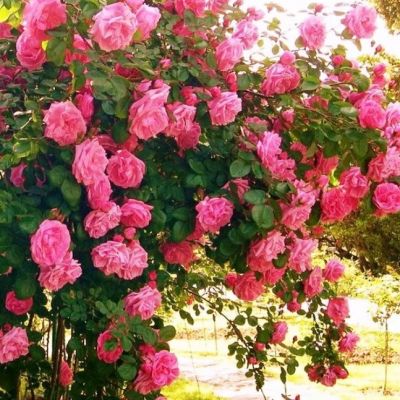 Роза Альков Роза Альков - Dolina-Sad.Ru