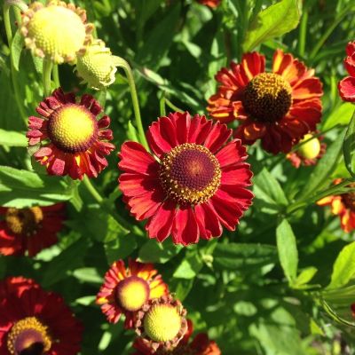 Гелениум Ранчера Гелениум Ранчера - Dolina-Sad.Ru