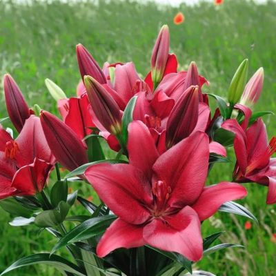 Лилия Ред кантри Лилия Ред кантри фото