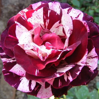 Роза Нью Имейдж фото