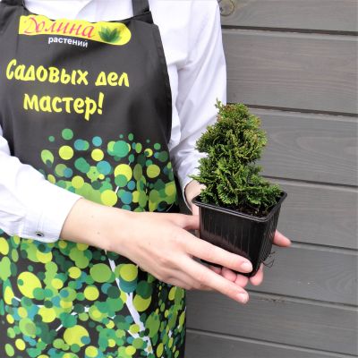 Кипарисовик туполистный Нана Грацилис Кипарисовик туполистный Нана Грацилис фото