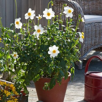 Георгина Снизи Георгина Снизи - Dolina-Sad.Ru