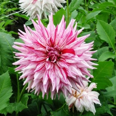 Георгина Микс Пеперминт Георгина Микс Пеперминт фото