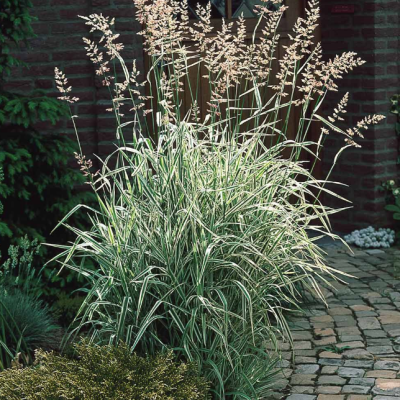 Фалярис тростниковый Фессей Фалярис тростниковый Фессей фото