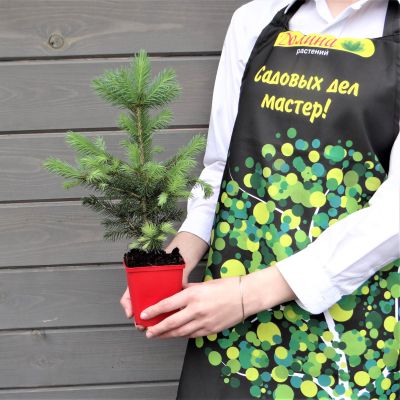 Ель колючая Супер Блю Сидлинг Ель колючая Супер Блю Сидлинг фото