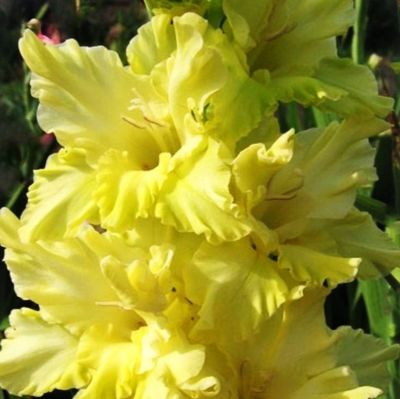 Гладиолус Блитц Гладиолус Блитц - Dolina-Sad.Ru