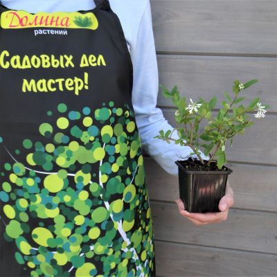 Бирючина круглолистная Массиф Бирючина круглолистная Массиф фото