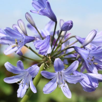 Агапантус Питер Пен Агапантус Питер Пен - Dolina-Sad.Ru