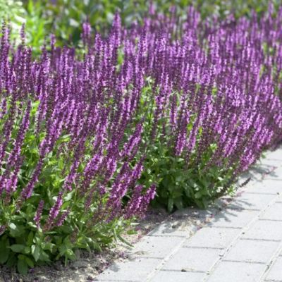 Шалфей дубравный Аметист , P9 Шалфей дубравный Аметист , P9 фото