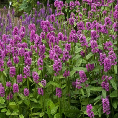 Чистец Монье Хуммело Чистец Монье Хуммело фото