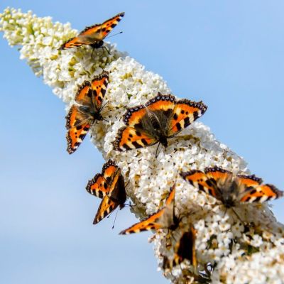 Буддлея Давида Вайт Профьюжн Буддлея Давида Вайт Профьюжн - Dolina-Sad.Ru