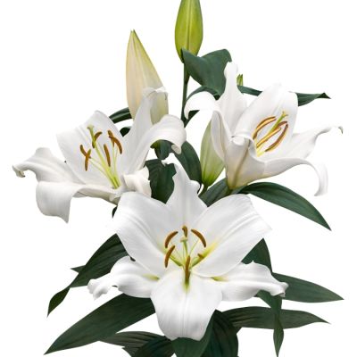 Лилия Замбези - Dolina-Sad.Ru