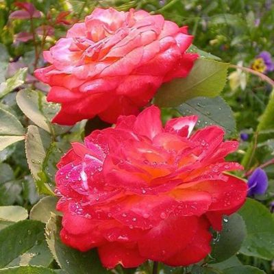 Роза Серенада - Dolina-Sad.Ru