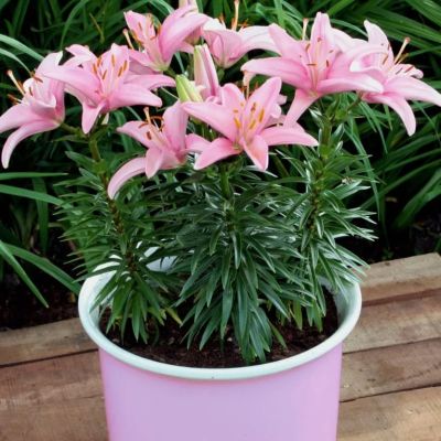 Лилия Силла Лилия Силла фото