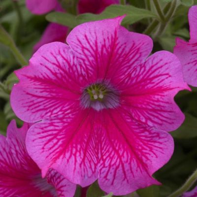 Петуния Престо Хот Роуз Пинк - Dolina-Sad.Ru