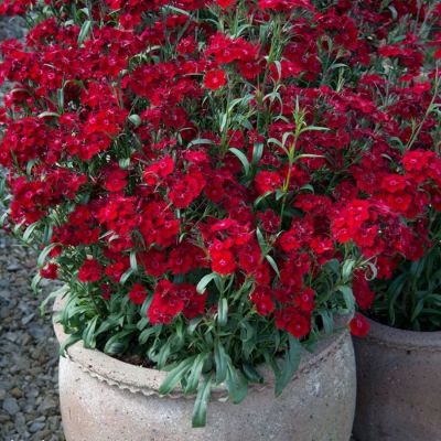 Гвоздика Айк - Dolina-Sad.Ru