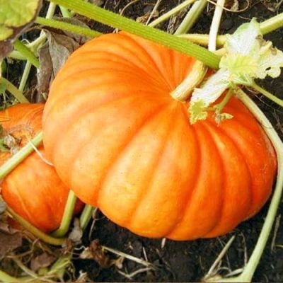 Тыква Осенний Пирог фото