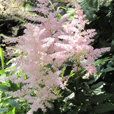 Астильба японская Пич Блоссом Астильба японская Пич Блоссом фото