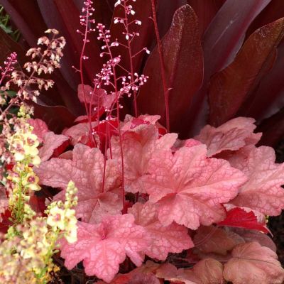 Гейхера Отумн Ливс Гейхера Отумн Ливс - Dolina-Sad.Ru