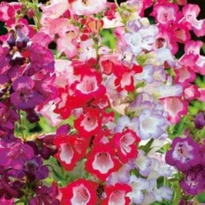 Пенстемон наперстянковый, Смесь Пенстемон наперстянковый, Смесь фото