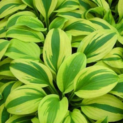 Набор растений - 2 шт. Набор растений - 2 шт. фото