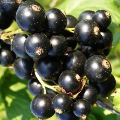 Смородина Багира Смородина Багира фото