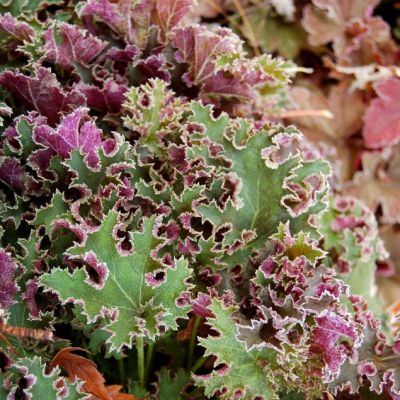 Гейхера Сашей Гейхера Сашей - Dolina-Sad.Ru