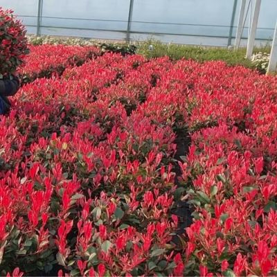 Фотиния фразера Фенна Фотиния фразера Фенна - Dolina-Sad.Ru