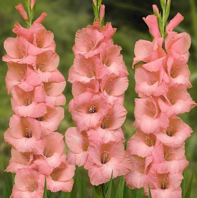 Гладиолус Спик энд Спан Гладиолус Спик энд Спан - Dolina-Sad.Ru