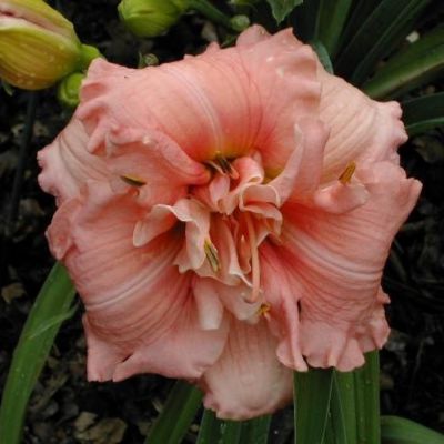 Лилейник Дабл Пинк Зефир Лилейник Дабл Пинк Зефир - Dolina-Sad.Ru