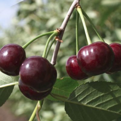 Вишня Владимирская Вишня Владимирская - Dolina-Sad.Ru