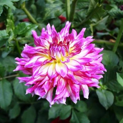 Георгина Зои Рей Георгина Зои Рей фото