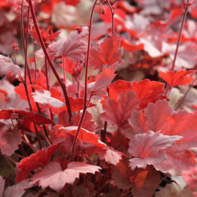 Гейхера Черри Кола , С1,5 фото