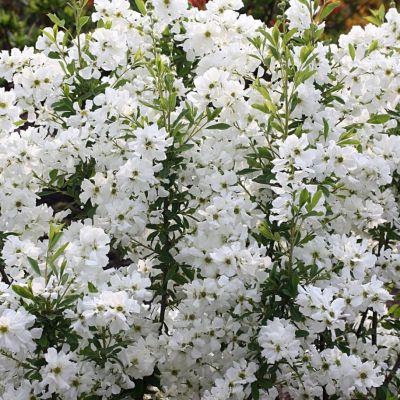 Экзохорда крупноцветковая Лотус Мун Экзохорда крупноцветковая Лотус Мун - Dolina-Sad.Ru