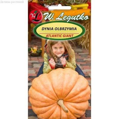 Тыква Атлантический гигант (Польша) Тыква Атлантический гигант (Польша) фото
