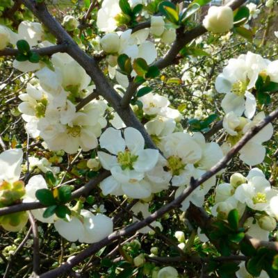 Айва превосходная Джет Трейл Айва превосходная Джет Трейл - Dolina-Sad.Ru