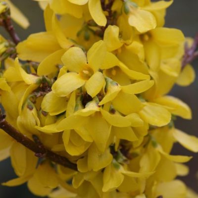 Форзиция промежуточная Курталин Форзиция промежуточная Курталин - Dolina-Sad.Ru