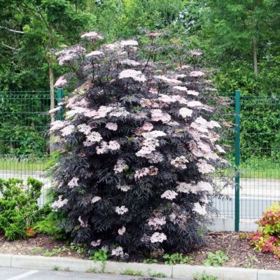 Бузина черная Блек Бьюти Бузина черная Блек Бьюти фото