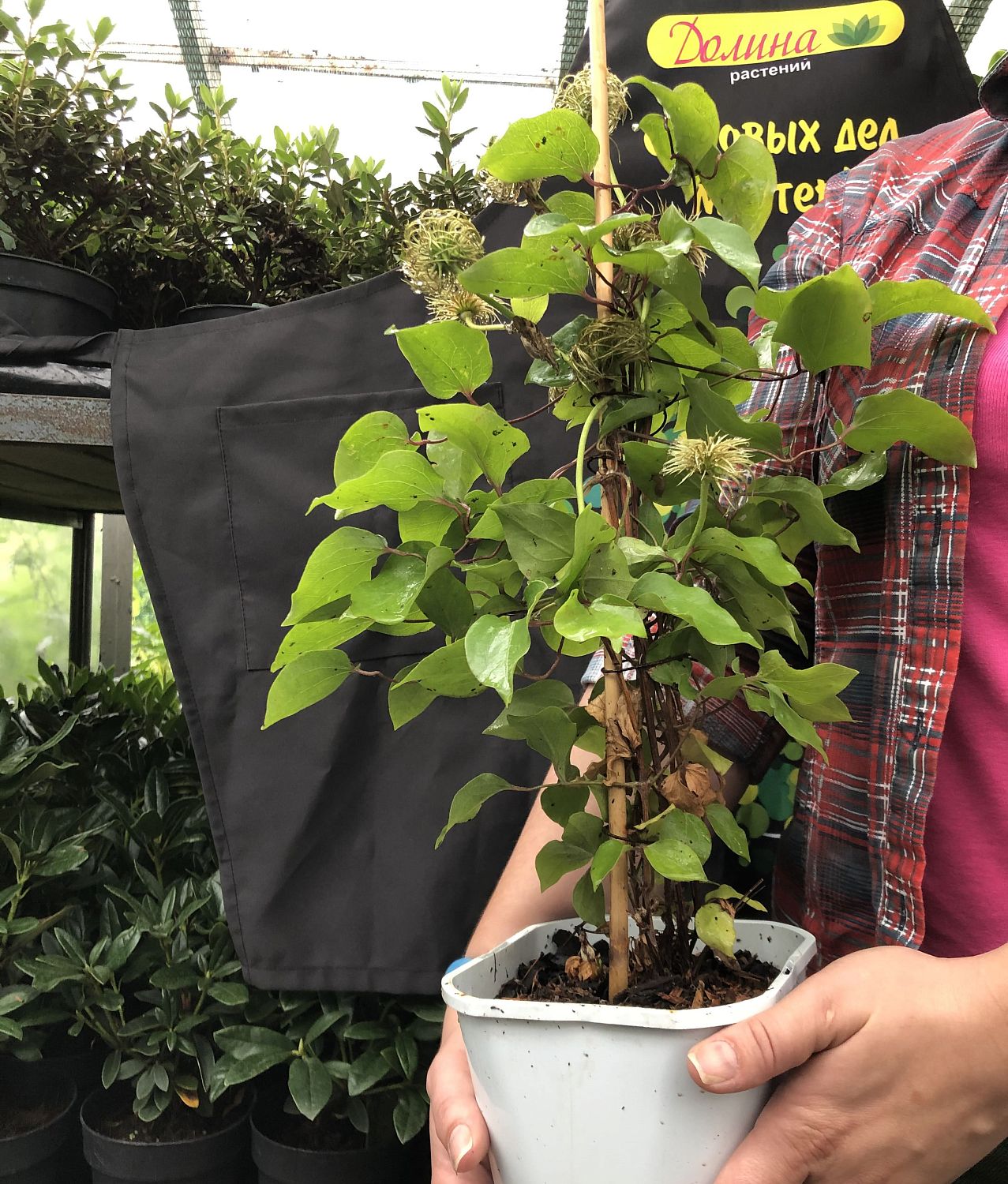 Клематис Нелли Мозер Клематис Нелли Мозер фото